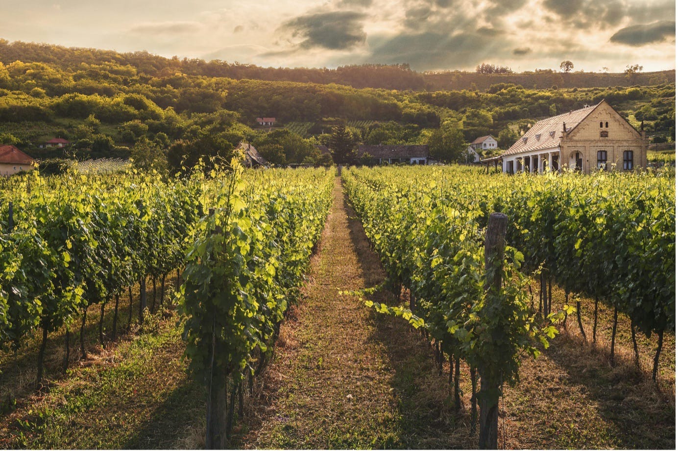 UK Best Wine Regions 