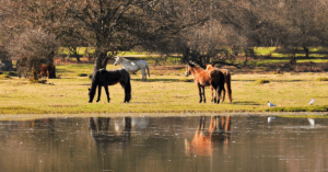 Book New Forest Chauffeur Service Experience Luxury and Comfort for Every Journey